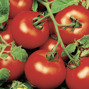 Tomate Bocati
