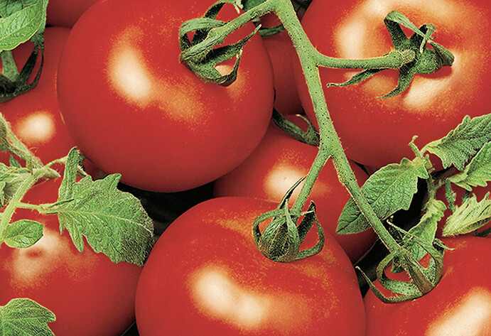 Tomate Bocati