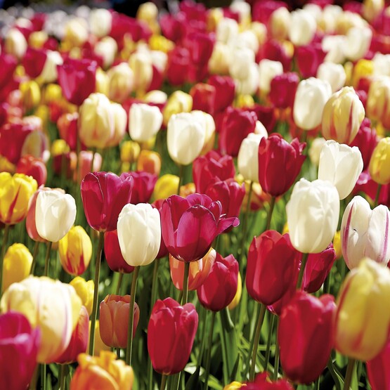 Tulpen in verschiedenen Farben