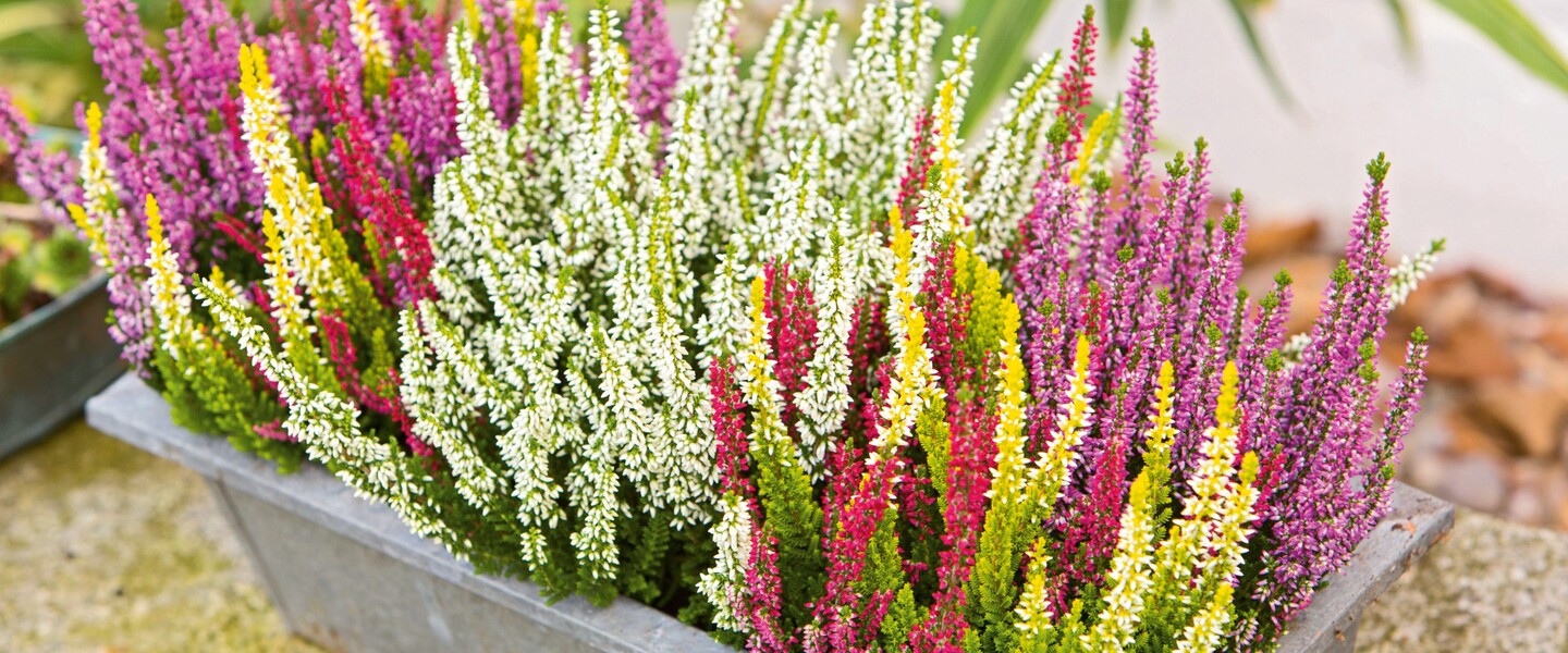 Zinkkasten mit bunter Sommerheide