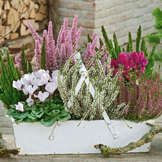 Sommerheide in einem wei&szlig;en Kasten