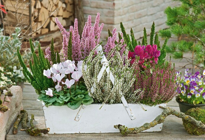 Sommerheide in einem wei&szlig;en Kasten