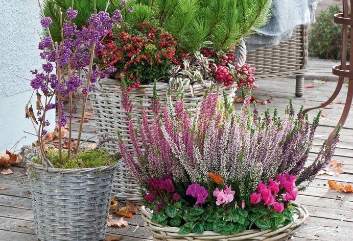 Weidek&ouml;rbe mit Sommerheide und Liebesperlenstrauch