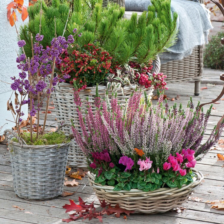 Weidek&ouml;rbe mit Sommerheide und Liebesperlenstrauch