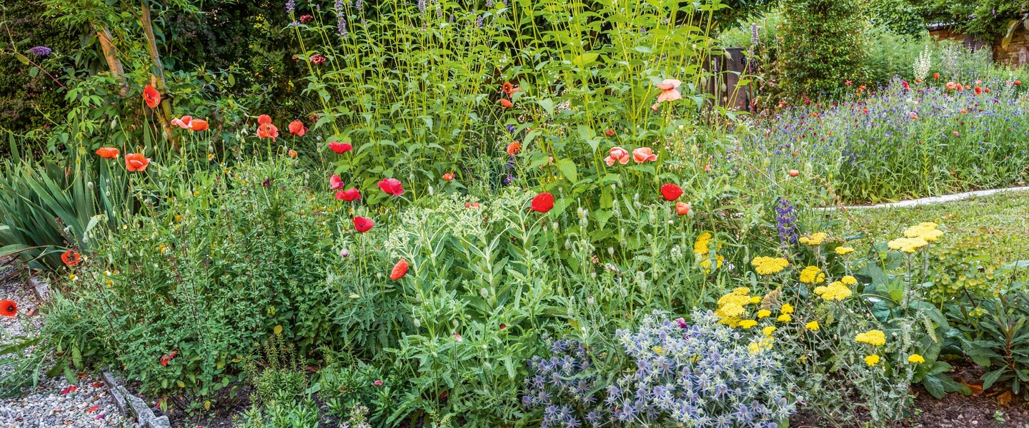 Bienenfreundliches Staudenbeet anlegen