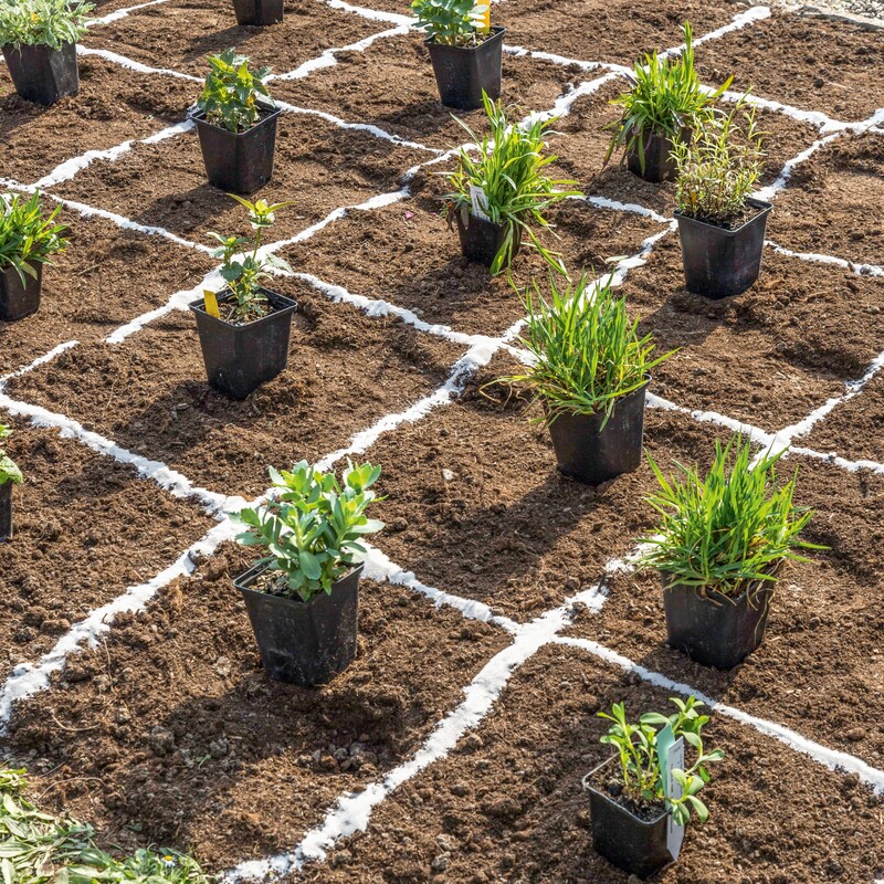 Bienenfreundliches Staudenbeet anlegen Schritt 7: Austopfen und Pflanzen