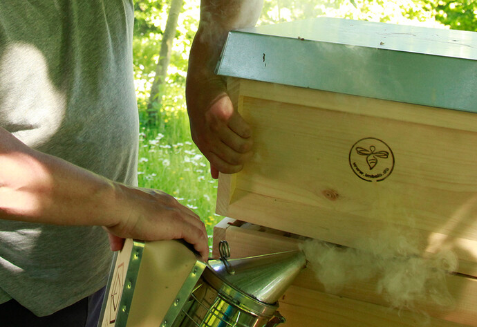 Der Imker verwendet Rauch, um die Bienen zu beruhigen