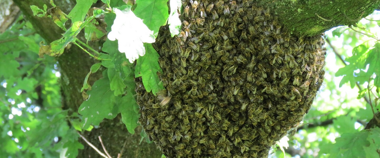 Ein Bienenschwarm versammelt sich als Schwarmtraube