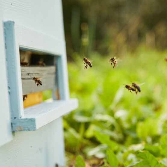 Bienen unterwegs zu einem Bienenstock