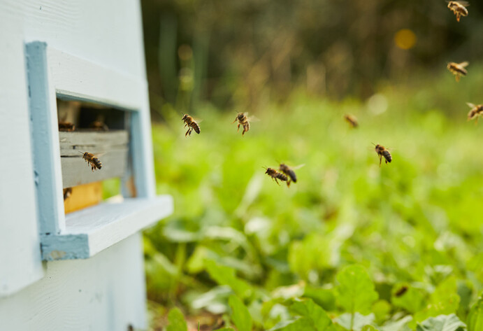 Bienen unterwegs zu einem Bienenstock