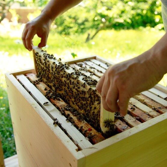 Imker arbeitet mit Bienenschwarm