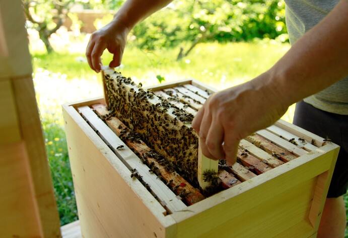 Imker arbeitet mit Bienenschwarm