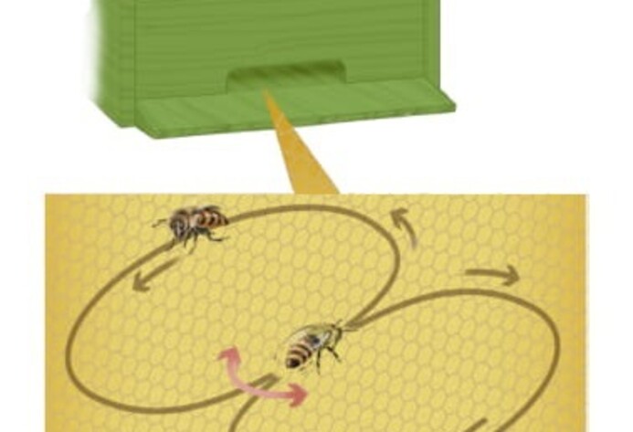 Bienenvolk: Schwänzeltanz der Biene