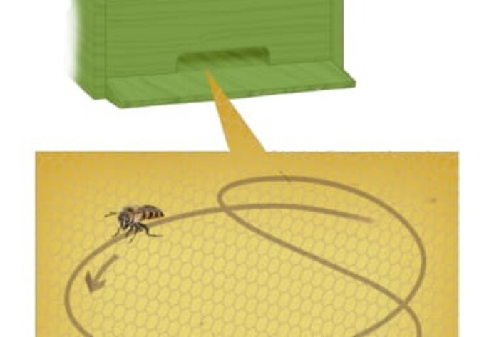 Bienenvolk: Rundtanz der Biene