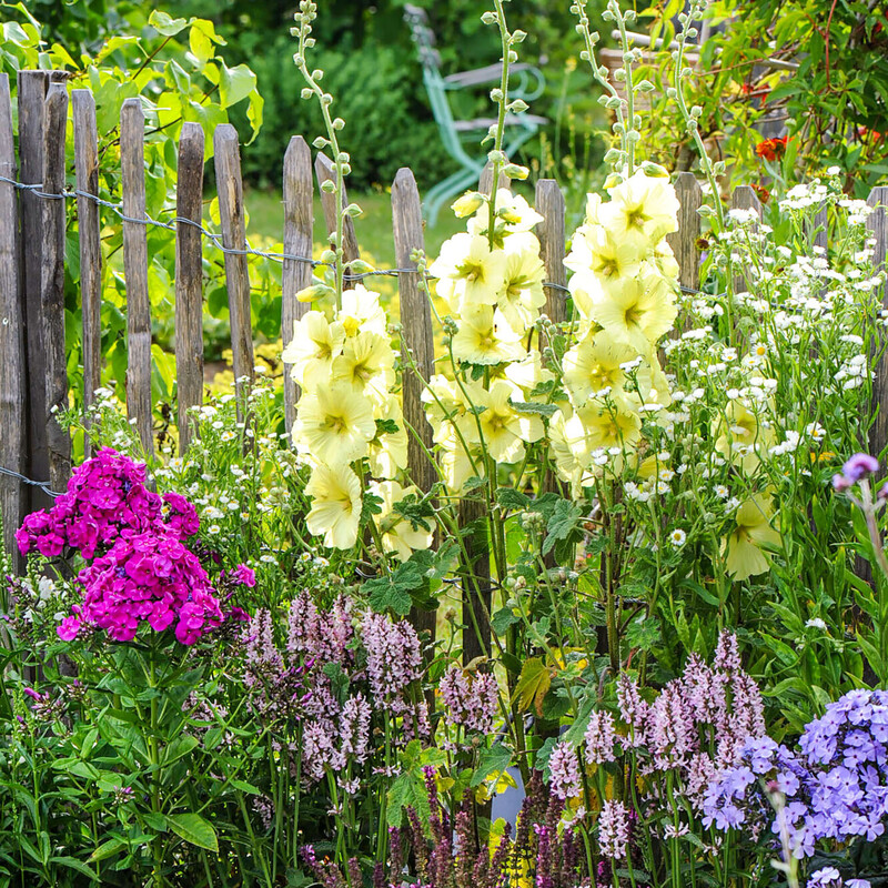 Gelbe Stockrose bzw. Russische Stockrose (Alcea rugosa)