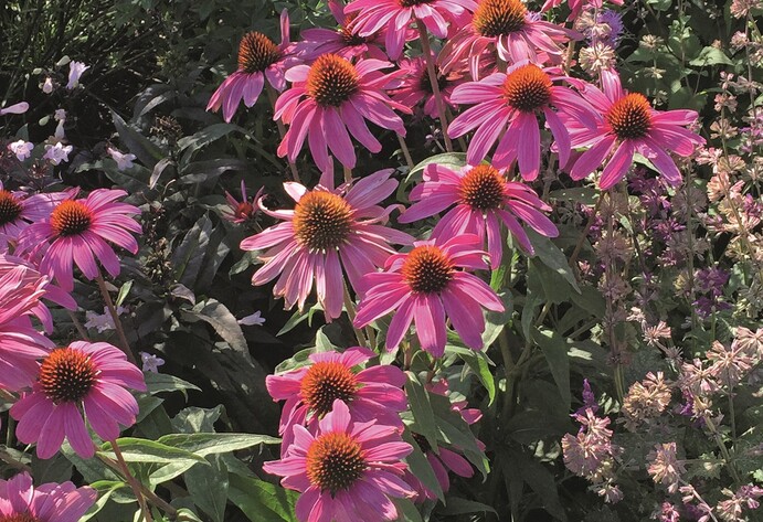 Roter Sonnenhut im bienenfreundlichen Garten
