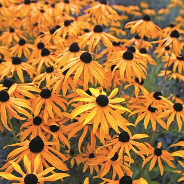 Gelber Sonnenhut Rudbeckia