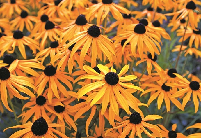 Gelber Sonnenhut Rudbeckia