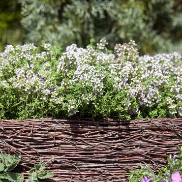 Thymus vulgaris im bienenfreundlichen Garten