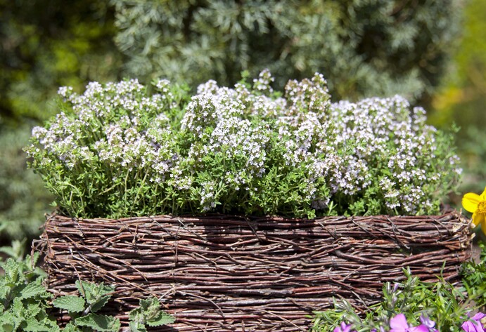 Thymus vulgaris im bienenfreundlichen Garten
