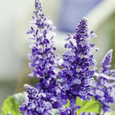 Salvia Farinacea