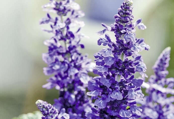 Salvia Farinacea