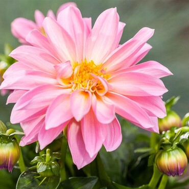 Dahlia im bienenfreundlichen Garten