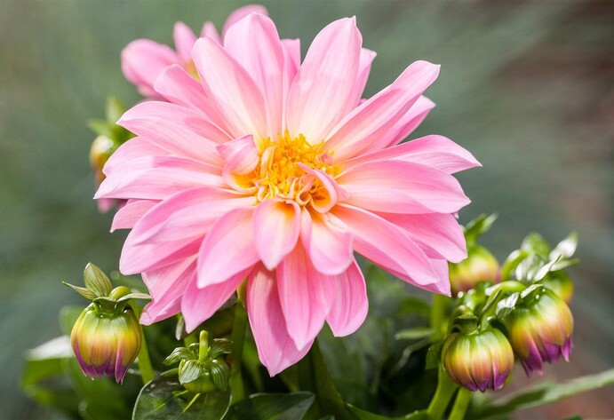 Dahlia im bienenfreundlichen Garten