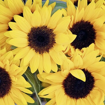 Sonnenblumen im bienenfreundlichen Garten