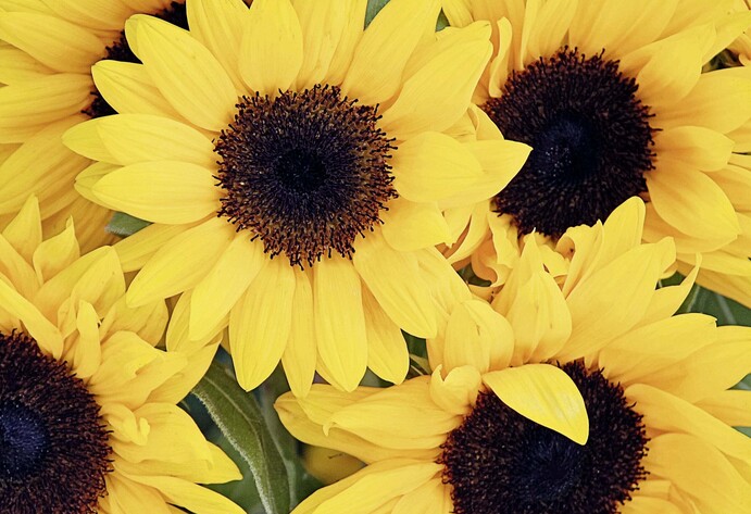 Sonnenblumen im bienenfreundlichen Garten