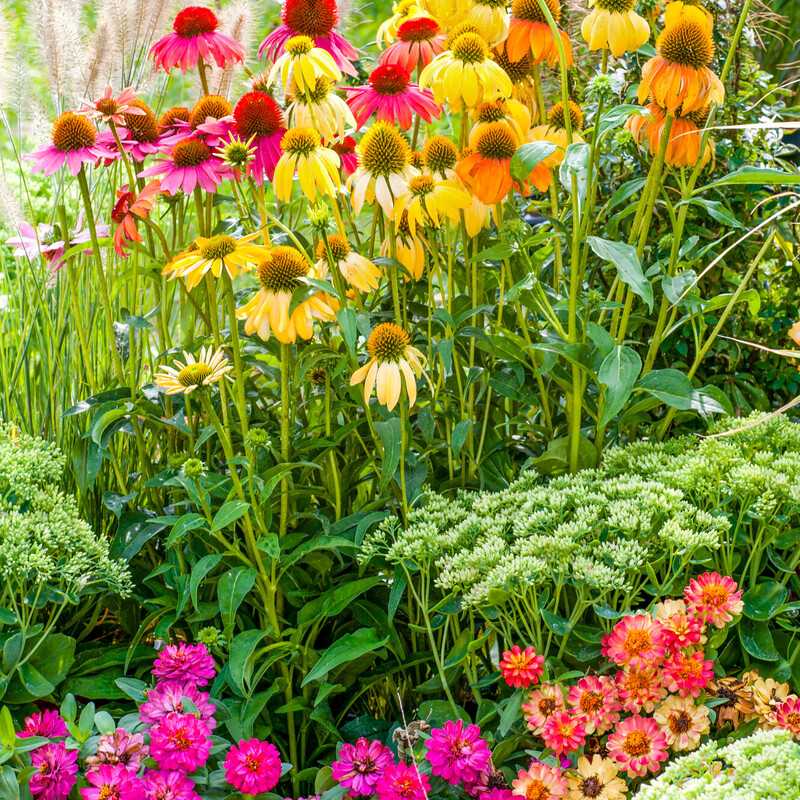 Sonnenhut Conetto 'Banana' 'Orange' 'Melon' 'Orange Skipper' 'Coco' (Echinacea)