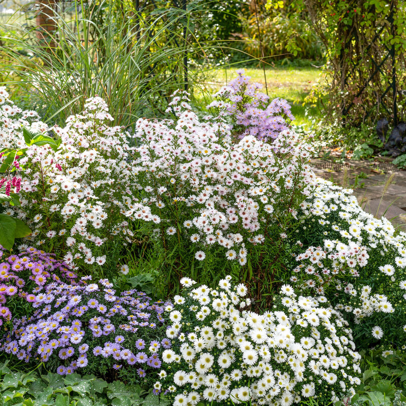 Kissenaster 'Beryll' 'Aqua Compact' 'Girasol' und Glattblattaster 'Weißes Wunder' und 'Rosenquarz' (Aster dumosus)