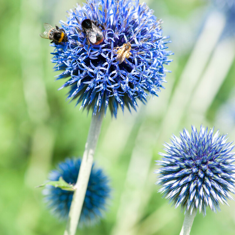 Bienenfreundliche Kugeldistel (Echinops)