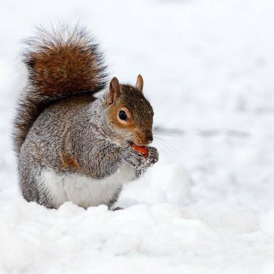 Eichhörnchen suchen im Winter Futter.