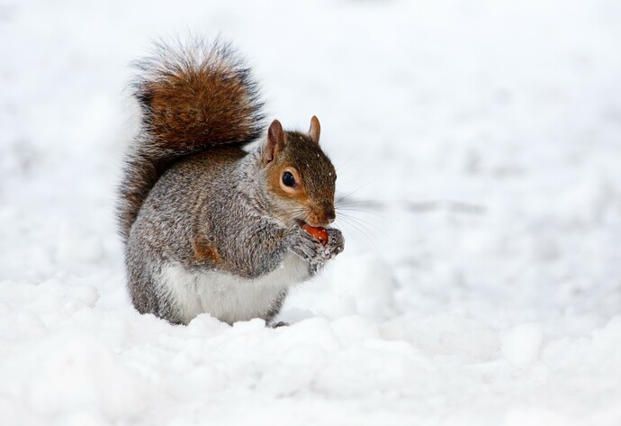 Eichhörnchen suchen im Winter Futter.