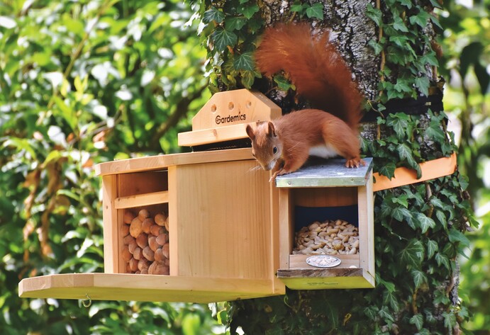 Futterstation: So kannst Du Eichhörnchen füttern