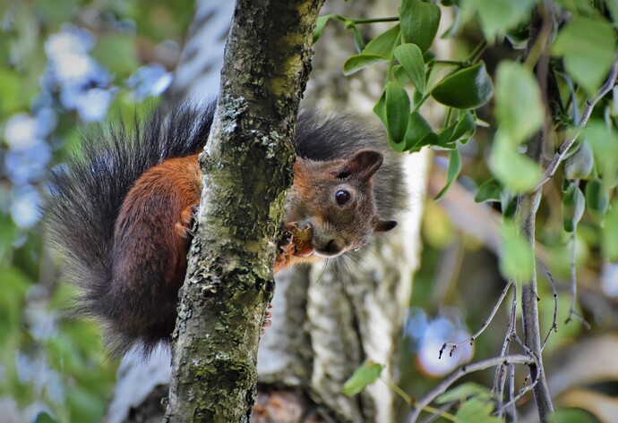 Eichhörnchen freuen sich im Winter über Futter