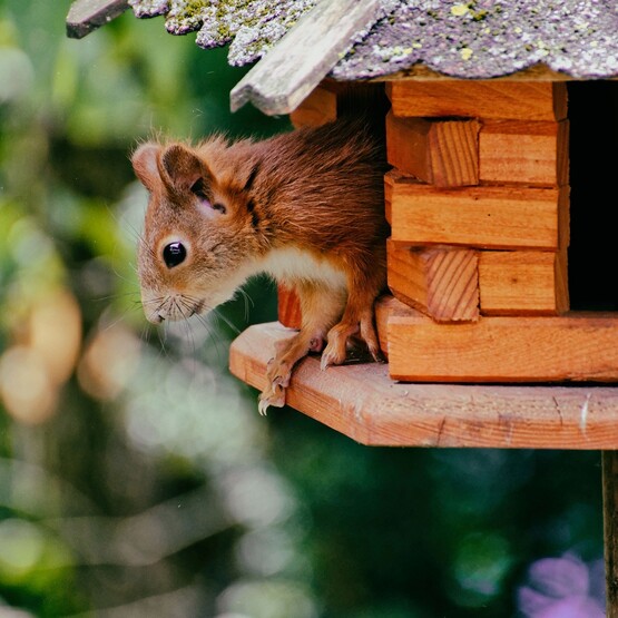 Futterhaus: So fütterst Du Eichhörnchen