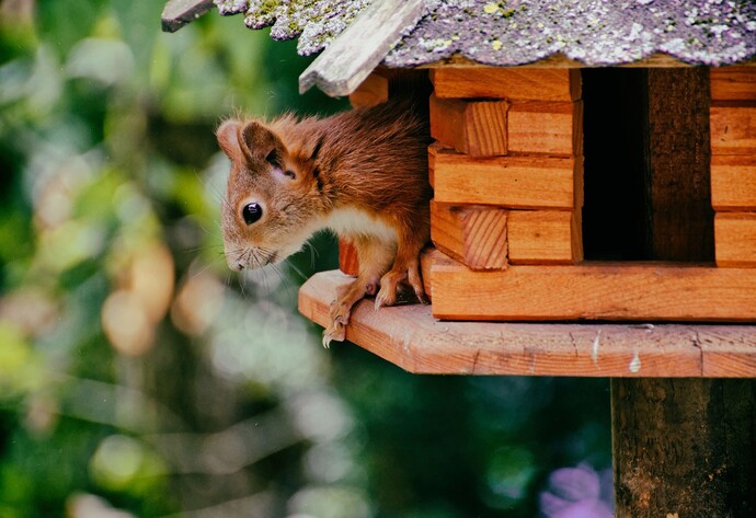 Futterhaus: So fütterst Du Eichhörnchen