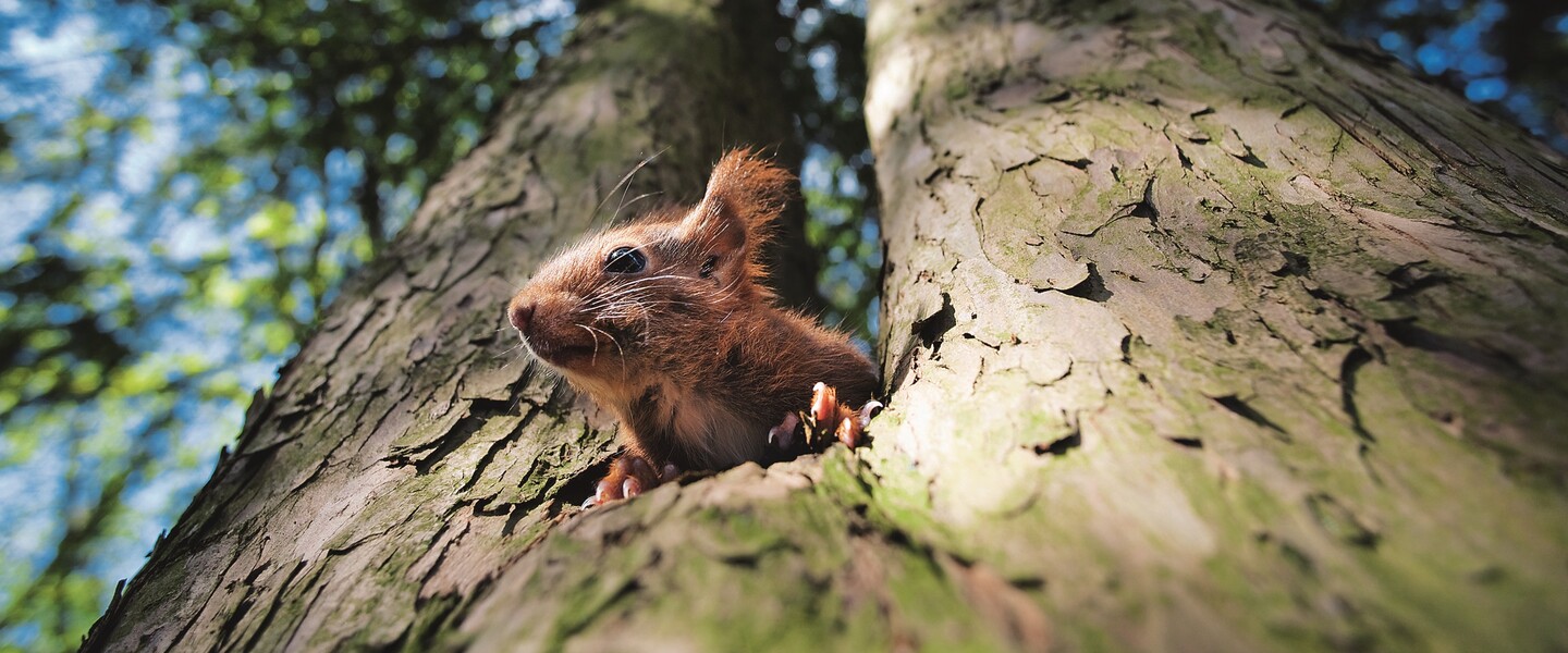 So kannst Du Eichhörnchen füttern
