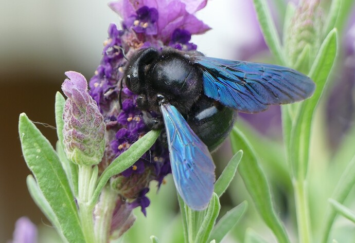 Eine Große Blaue Holzbiene auf Lavendel
