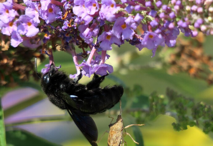 Schwarze Holzbiene am Flieder