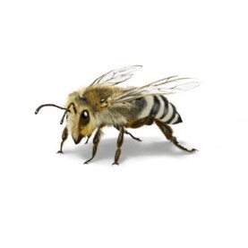Wildbiene: Verwandtschaft der Bienen