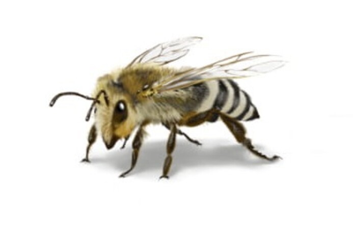 Wildbiene: Verwandtschaft der Bienen
