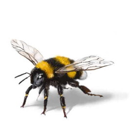 Hummel: Verwandtschaft der Bienen