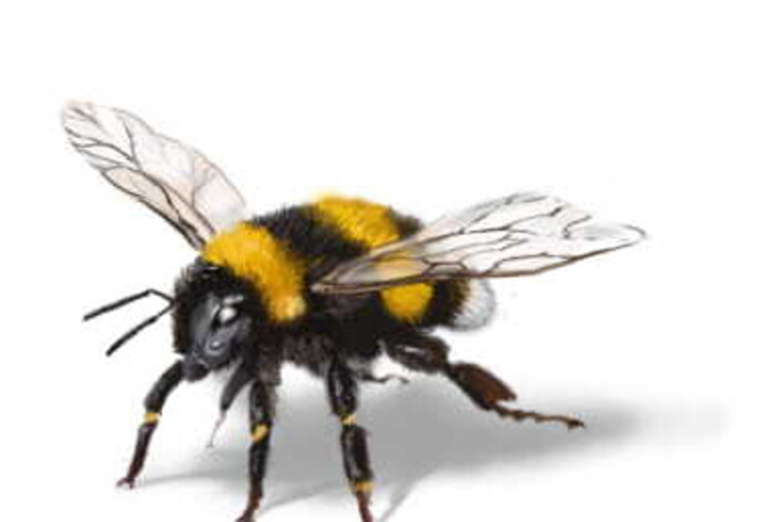 Hummel: Verwandtschaft der Bienen