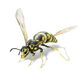 Wespe: Verwandtschaft der Bienen
