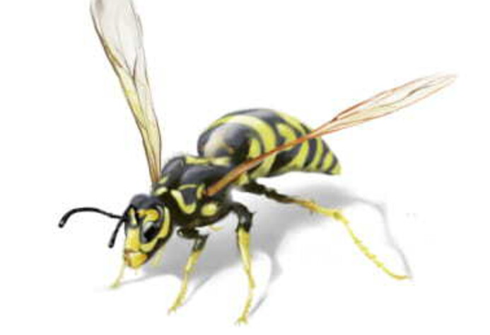 Wespe: Verwandtschaft der Bienen