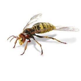Verwandtschaft der Bienen: Hornisse