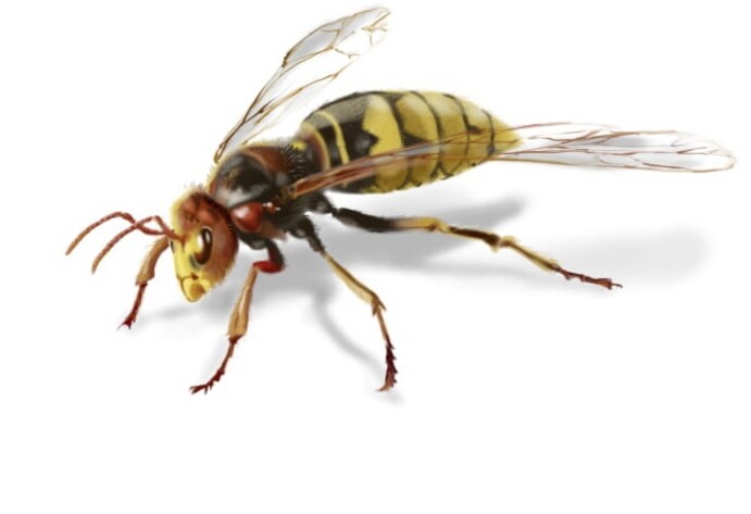 Verwandtschaft der Bienen: Hornisse
